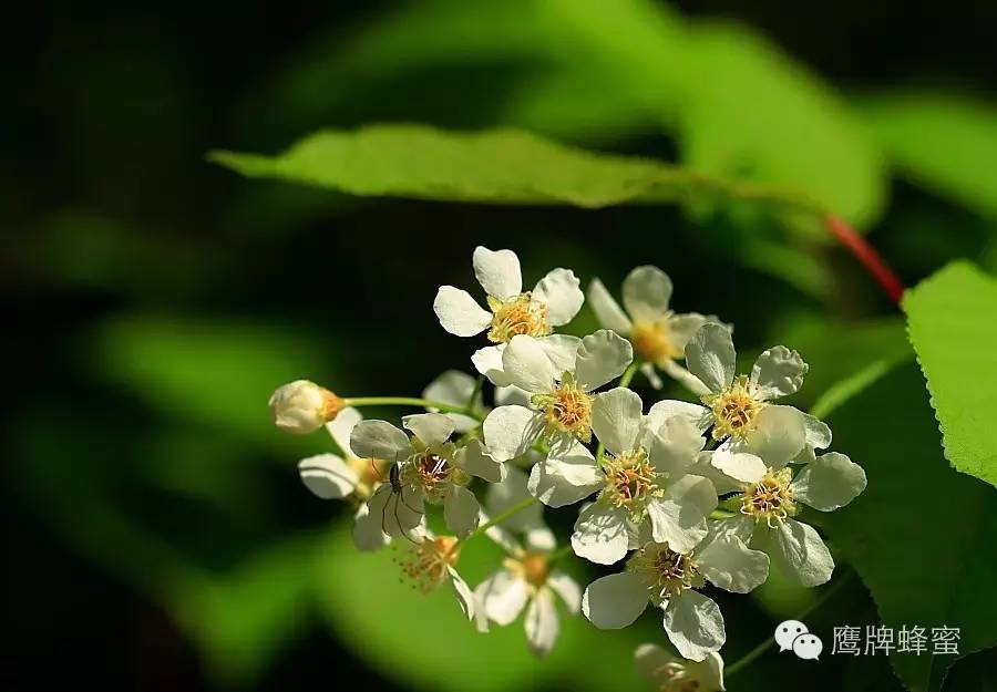 纯天然野生蜂蜜 有机蜂蜜 壁蜂形态特征 花外蜜 冠生园蜂蜜价格