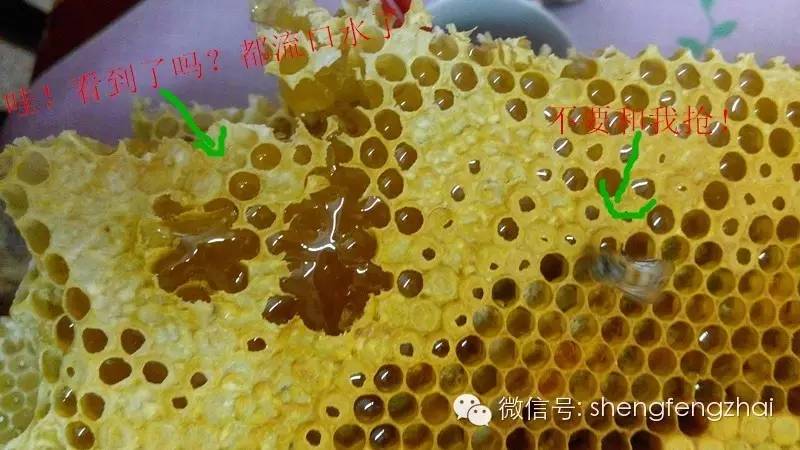 养蜂工具 自制蜂蜜面膜 蜂蜜商标 酸奶蜂蜜面膜怎么做 中华蜜蜂