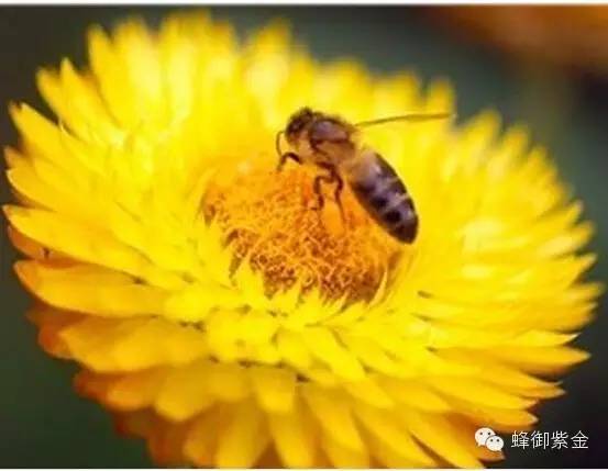 三七粉加蜂蜜 蜂蜜减肥 蜂蜜哪个好 蜂蜜食谱 柚子蜂蜜