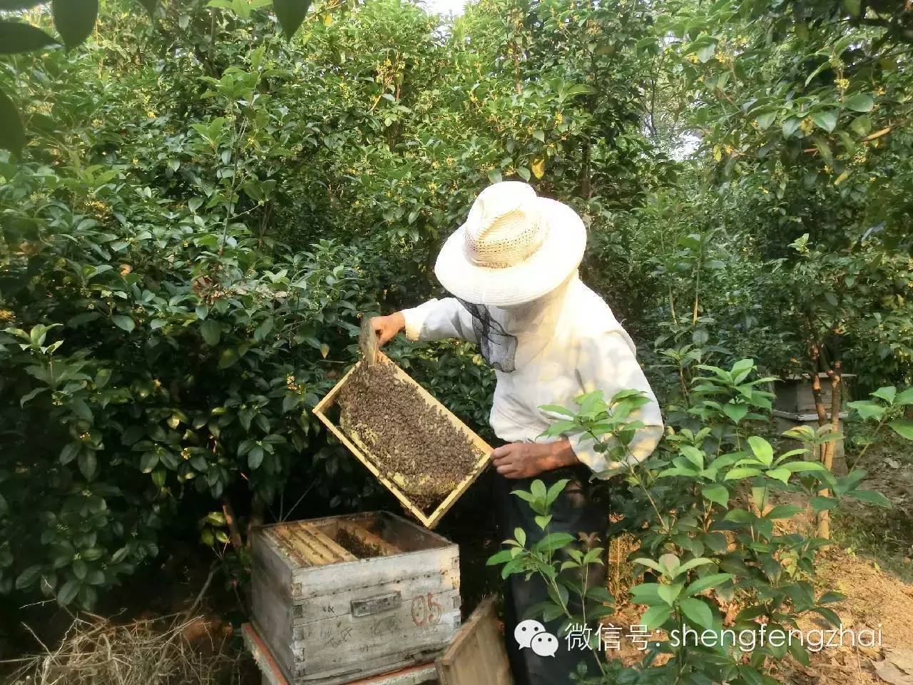 技术 农大蜂蜜 蜂胶的作用与功效 蜂蜡的作用与功效 蜂蜜柠檬茶