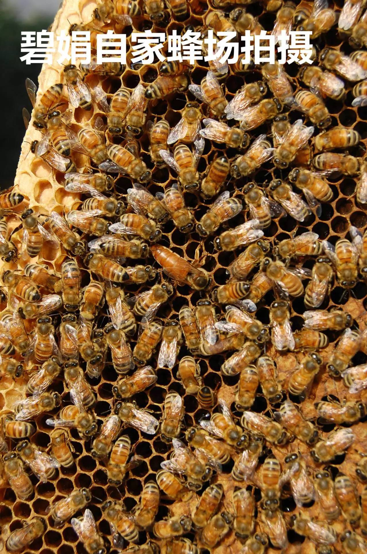 蜂蜜十大品牌 自产蜂蜜 天喔蜂蜜柚子茶 花粉 蜂产品