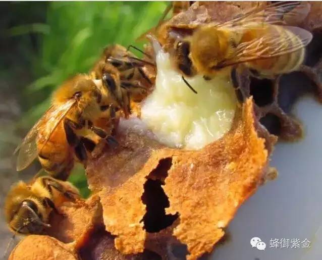 大蜂螨 蜂蜜 价格 渗透性 中华蜂蜜 蜜蜂良种