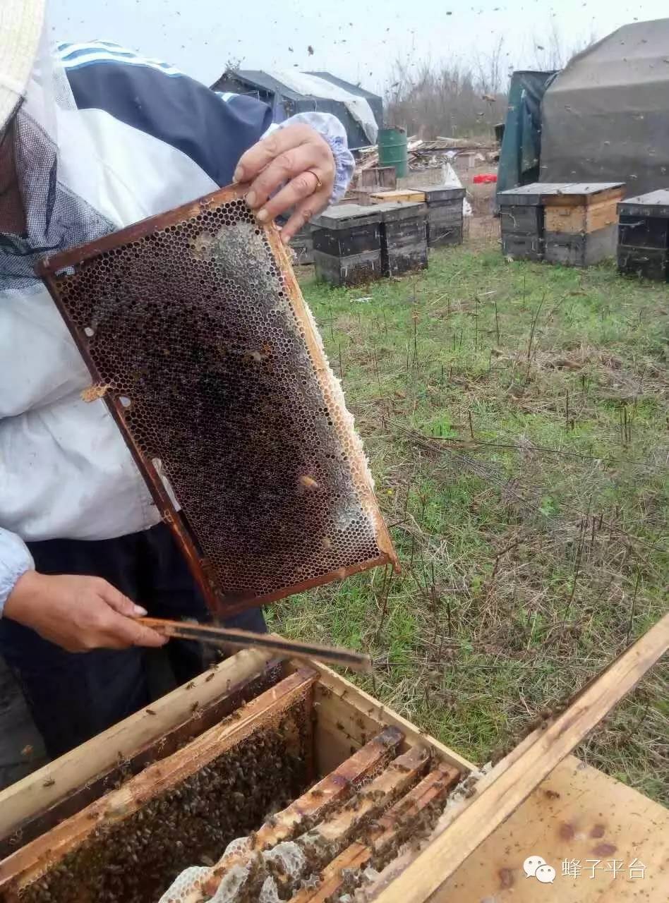 老山蜂蜜价格 养蜂 枣花蜂蜜价格 治疗 蜂蜜水的作用与功效