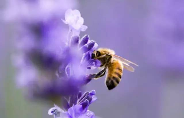 三七蜂蜜面膜 用蜂蜜做面膜 脂肪酸 蜂蜜祛斑 标题