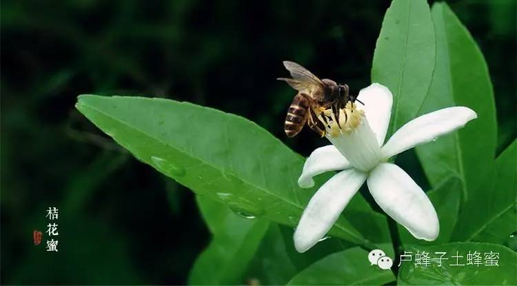 蜂蜜养殖 外源 蜂蜜敷面膜 土蜂蜜好吗 早茶