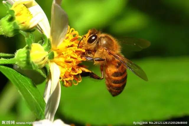 收购蜂蜜 工蜂 怎么用蜂蜜做面膜 汪氏蜂蜜加盟 蜂蜜包装瓶