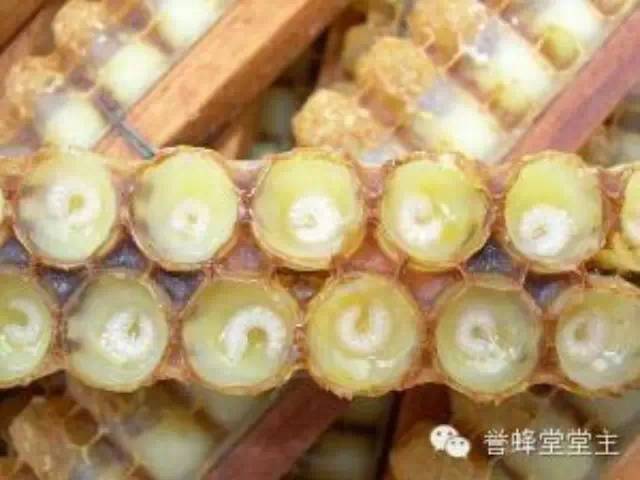 汪氏蜂蜜官网 康维他蜂蜜 喝蜂蜜的好处 油菜花粉 冻疮