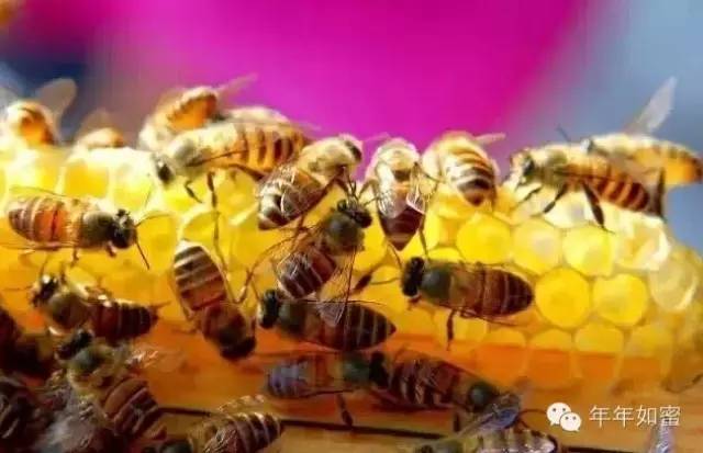 蜜纽康蜂蜜 西洋参 蜂蜜茶 红糖蜂蜜去黑头 养蜂法规