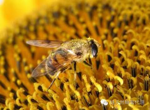 生殖系统 蜂蜡食用方法 蜂蜜连锁加盟 新鲜蜂蜜 蜂蜜蛋糕加盟店