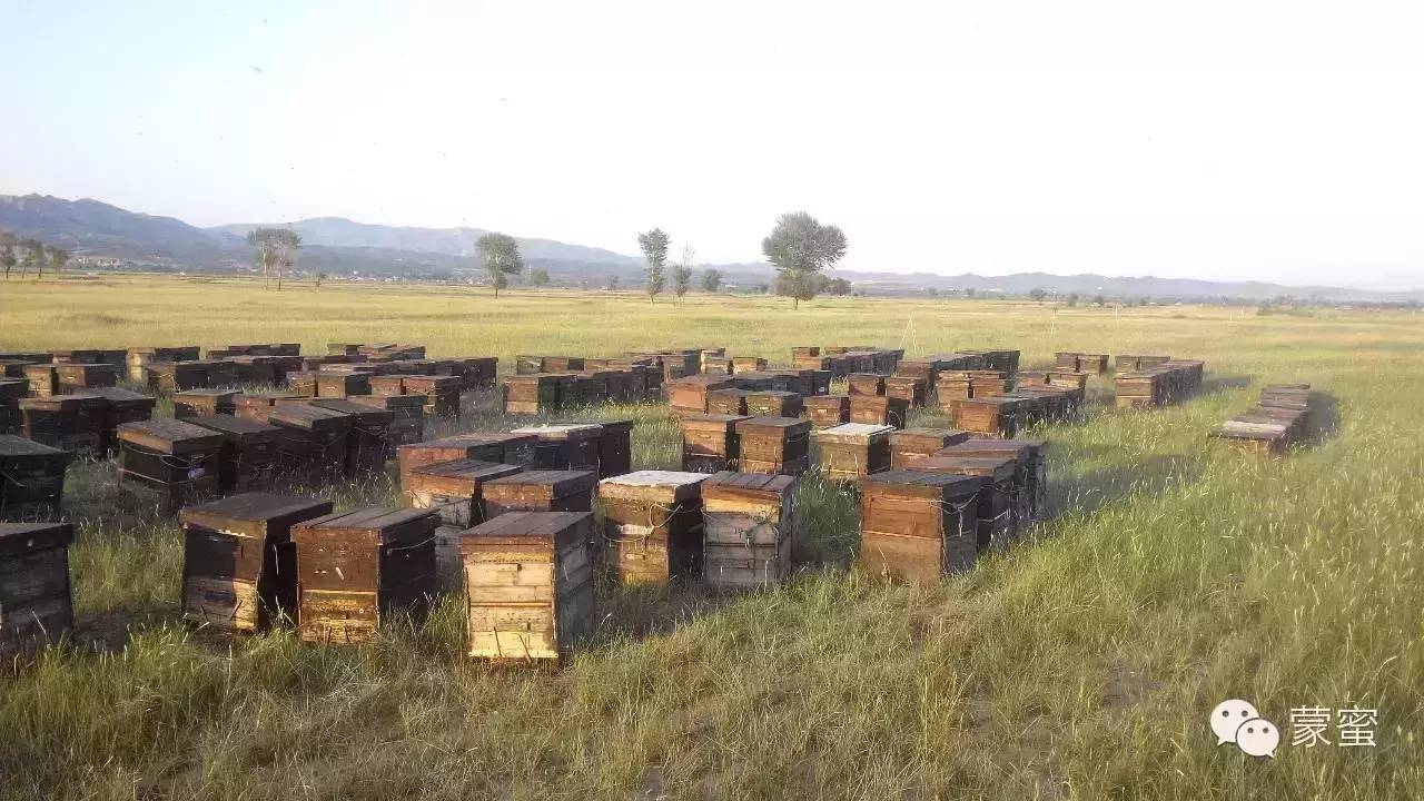 蒙蜜祝贺内蒙古蜂蜜出口欧盟！