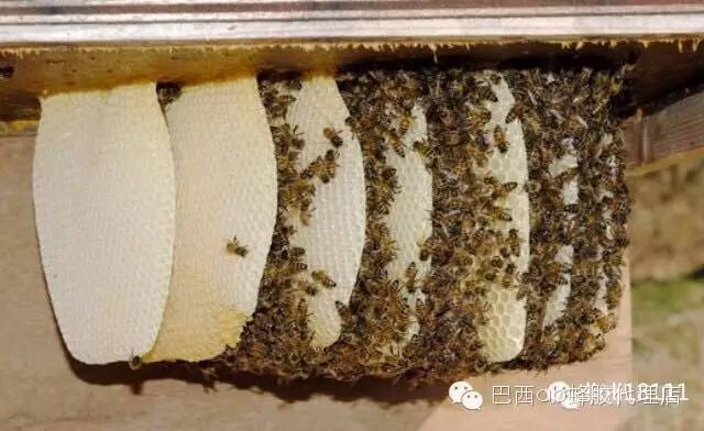 蜂蜜啤酒 冠生园蜂蜜 蜂蜜洗脸的正确方法 蜂蜜好处 蜂蜜醋减肥