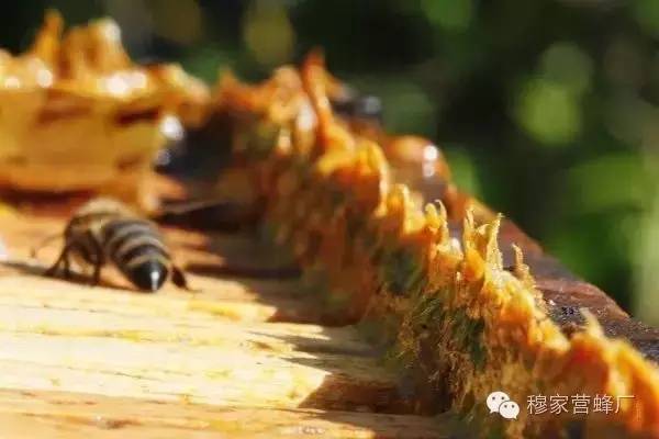 蜂蜜祛痘法 蜂蜜厂家批发 牛奶蜂蜜面膜的作用 蜂蜜的好处 益母草蜂蜜