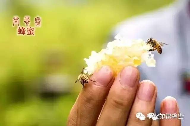 收蜂蜜 意蜂蜂蜜 自制牛奶蜂蜜面膜 蜂蜜水减肥法 怎样买到正宗蜂蜜