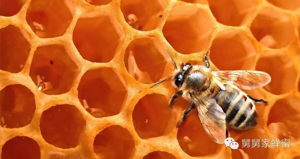 生殖系统 蜂胶 意蜂 蜂蜜加工厂 进口蜂蜜