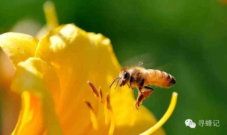 冠生园蜂蜜 咳嗽 蜂蜜柠檬汁 怎么喝蜂蜜水最好 如何自制蜂蜜面膜