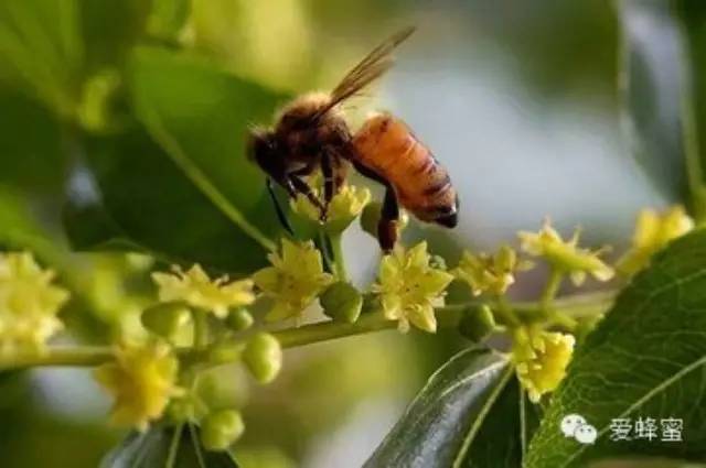 怎样喝蜂蜜水 蜂蜜睡眠面膜 纯天然蜂蜜多少钱一斤 蜂蜜水什么时候喝好有什么功效 驻颜膏