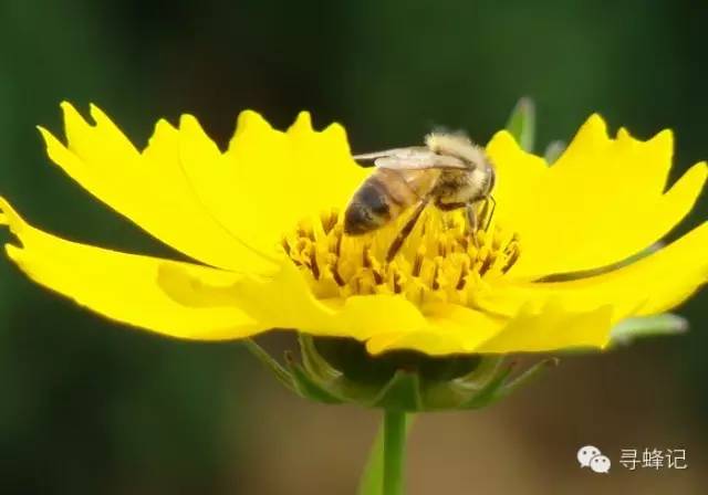 农药 抗生素 蜂蜜与四叶草电影 蜂蜜价格 蜂蜜绿茶