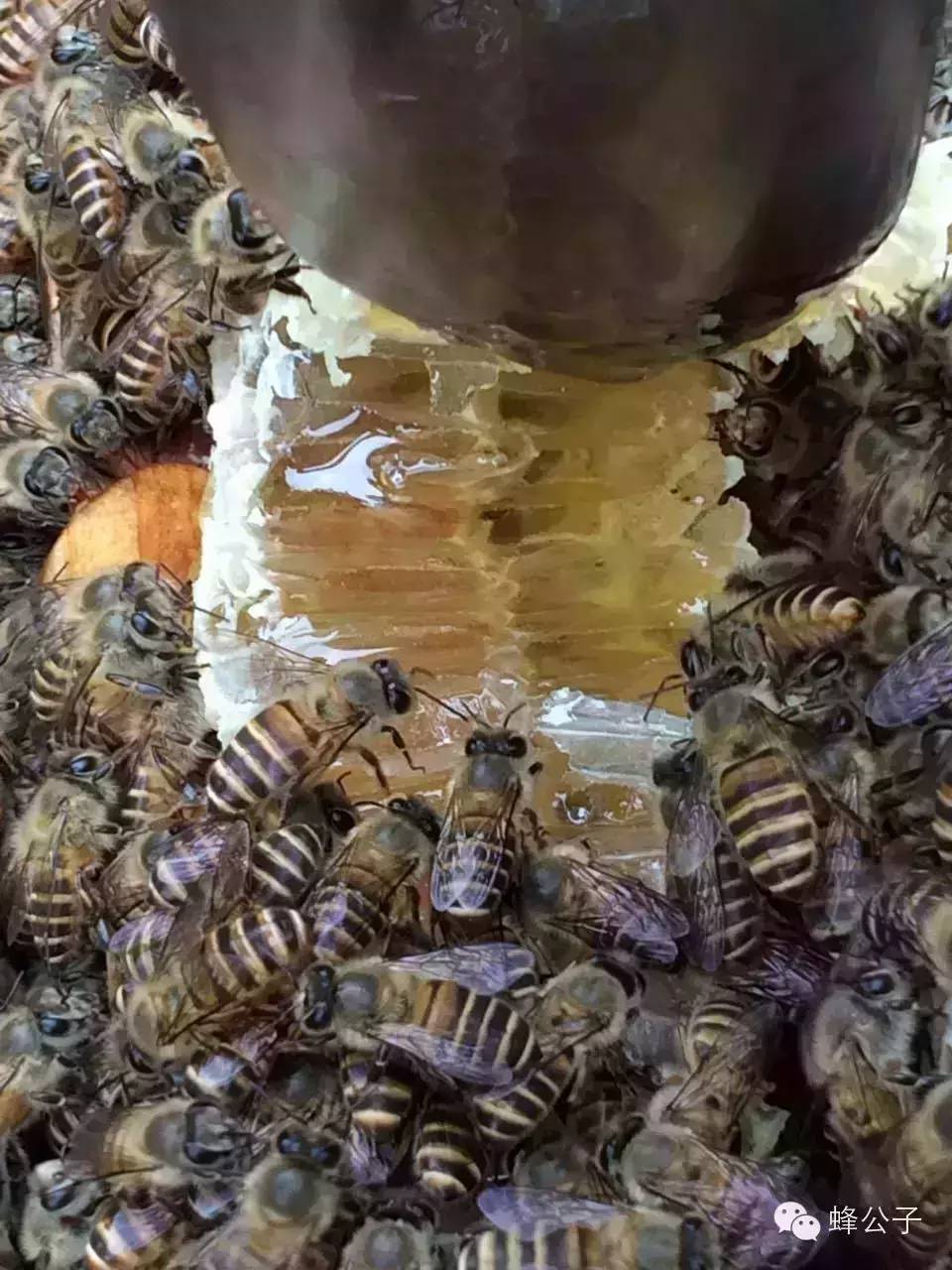 如何辨别一瓶好蜂蜜 看完你就成行家了！