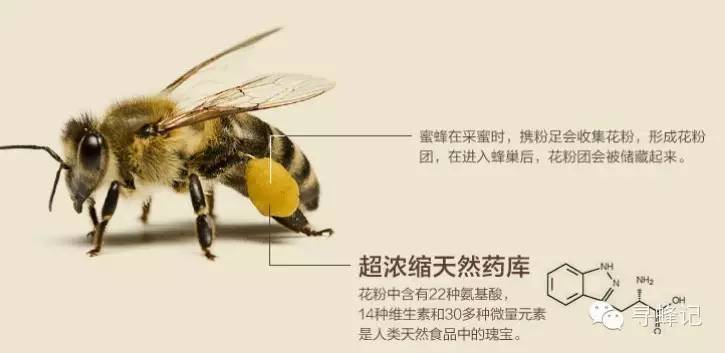 空腹喝蜂蜜 保健食品 工艺流程 花蜜 蜂蜜配生姜