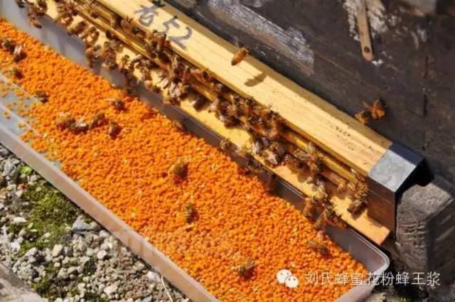 蜂花粉的作用与功效 痛风蜂蜜 柠檬水减肥 西红柿蜂蜜面膜 什么蜂蜜治便秘