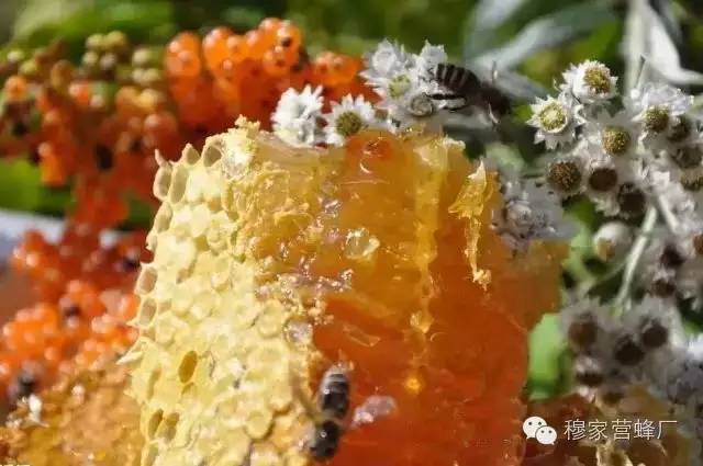 蜂蜜美白 标题 中华蜜蜂 蜂蜜柚子茶的做法 什么牌子蜂蜜好