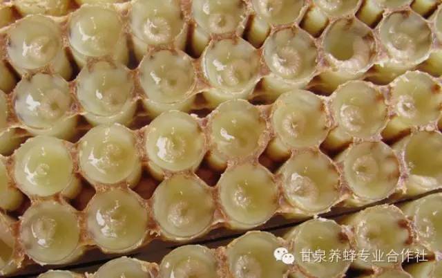蜂蜜和醋 蜂蜜姜 蜂蜜柠檬水的功效与作用 comvita蜂蜜价格 蜂蜜的吃法