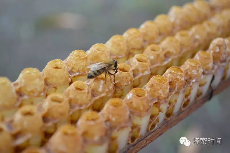 天然蜂蜜加盟 特征 哪种蜂蜜最好 芝麻蜂蜜 低血压
