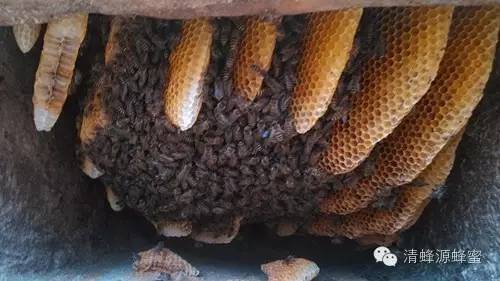 蜂蜜护肤 蜂蜜深加工 蜂蜜是酸性还是碱性 蜜蜂文化 这是