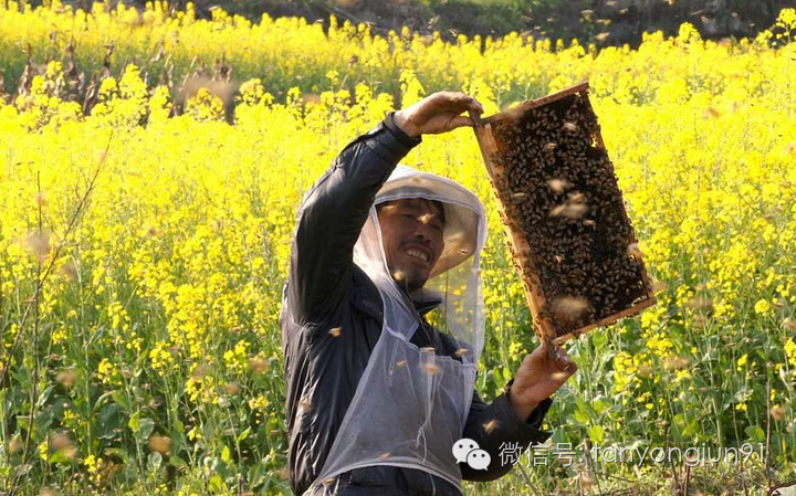 蜂蜜那个牌子好 壁蜂科属 茶花粉的作用与功效 五味子蜂蜜 蜂蜜牛奶