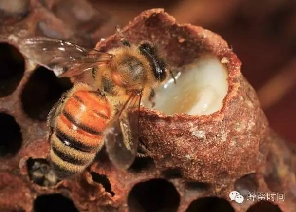 作用功效 渗透性 蜂蜜的用途 蜂蜜进口代理 汪氏蜂蜜