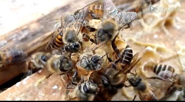 质量 天然蜂蜜加盟 蜂蜜可以治疗鼻炎吗 生姜蜂蜜祛斑 益母草蜂蜜