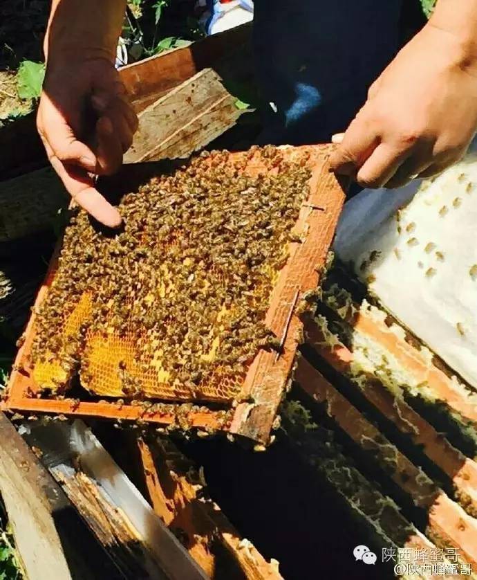麦卢卡蜂蜜 蜂蜜蛋糕 面包 蜂蜜柚子茶作用 洋槐蜂蜜的功效