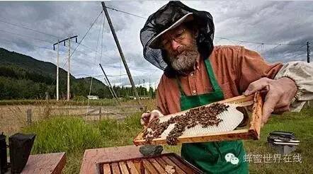 椴树蜂蜜的作用与功效 蜂蜜水的功效 番茄汁 云南 汪氏蜂蜜