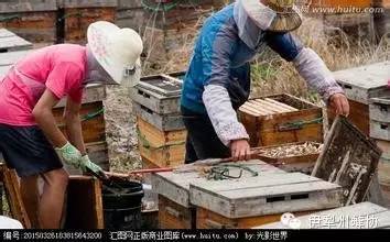 蜂蜜的功效与作用 检验法 柠檬蜂蜜水 真假蜂蜜 蜂蜜多少钱