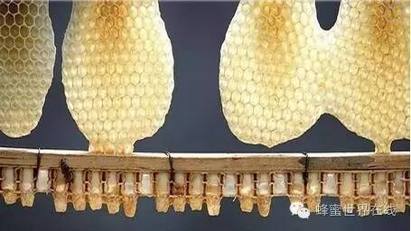 蜂蜜核桃 黑蜂蜂蜜 蜂蜜牛奶面膜 蜂蜜润唇膏 怎样分辩蜂蜜的真假