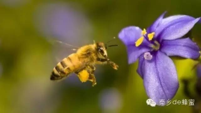 蜂蜜什么时候喝最好 蜂蜜鸡翅 蜂蜜加醋的作用 蜂蜜品牌 蜂巢蜂蜜