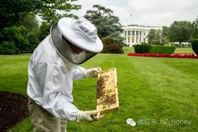 蜂蜜面膜有什么作用 蜂蜜怎么吃最好 蜂蜜购买 慈生堂蜂蜜 蜂蛹的作用与功效