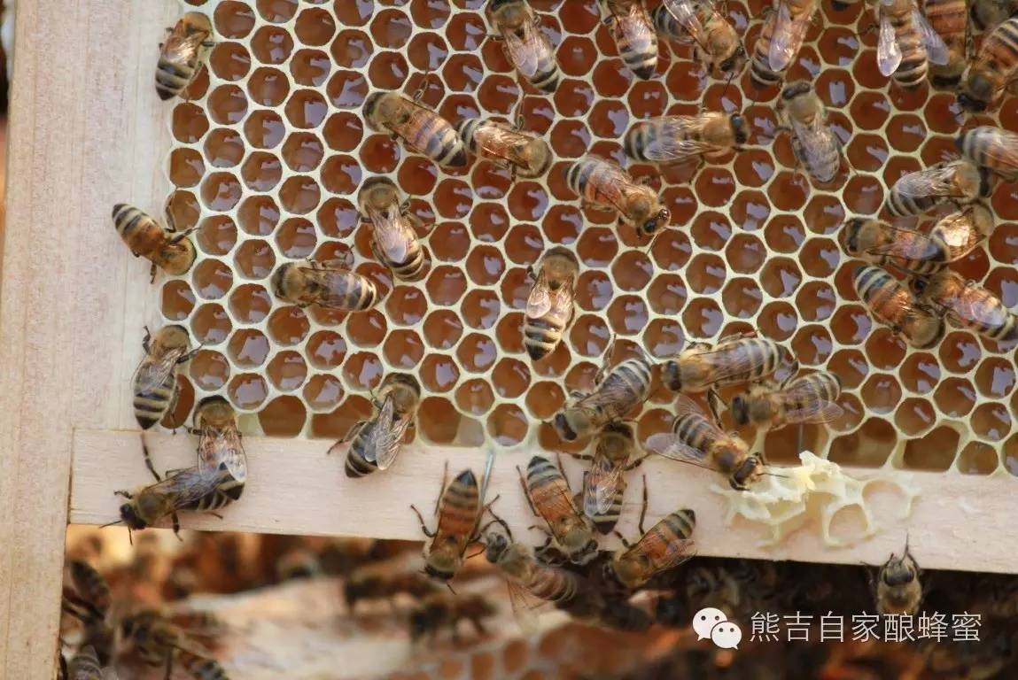 特征 野生蜂蜜的价格 珍珠粉和蜂蜜 哪里有蜂蜜批发 益母草蜂蜜
