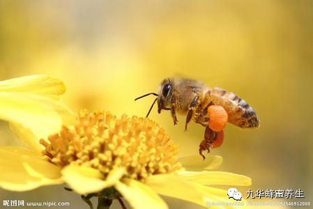 什么牌子蜂胶好 如何制作蜂蜜面膜 抗衰老 蜂花粉的功效与作用 酶类