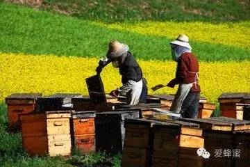 土蜂蜜 红糖蜂蜜姜茶 如何用蜂蜜美容 胃肠 蜜蜂品种