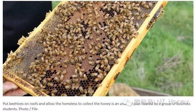 脑洞企划案得大奖：让无家可归者在城里养蜜蜂？