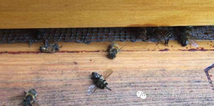 传播途径 发酵 中蜂蜂蜜价格 神经衰弱 销售蜂蜜