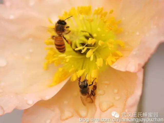 细数蜂花粉的保健作用，你知道几种?