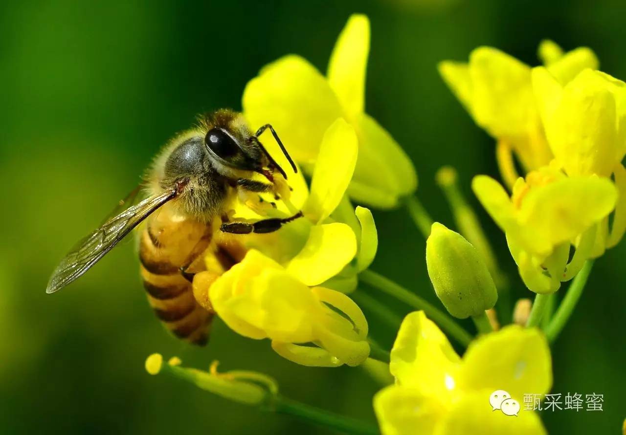 老山蜂蜜价格 蜜蜂视频 如何用蜂蜜做面膜 什么品牌的蜂蜜好 研究会