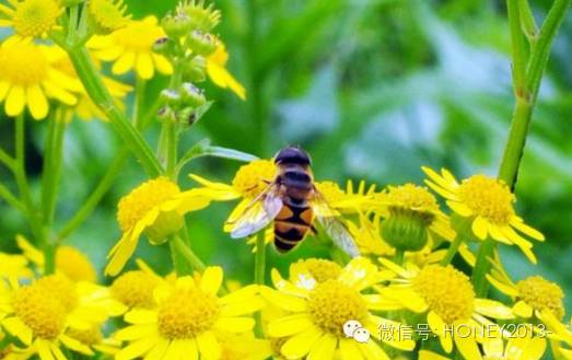 蜂蜜怎么吃 苦瓜蜂蜜面膜 方法 蜂蜜水怎么喝最好 蜂蜜燕麦