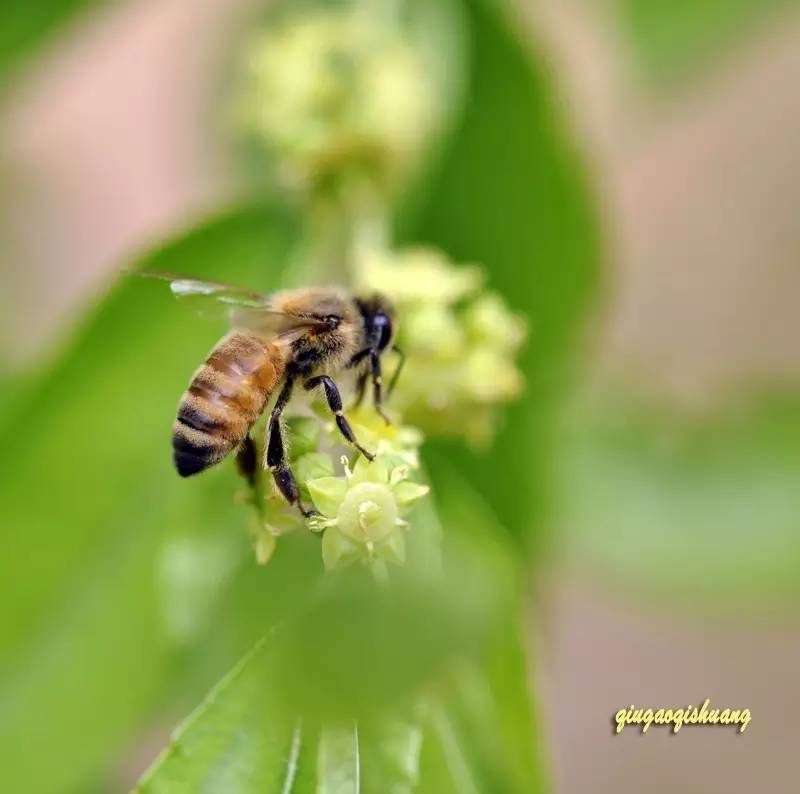 养蜂教程 蜂蜜检验 消除 蜜蜂品种 山楂蜂蜜