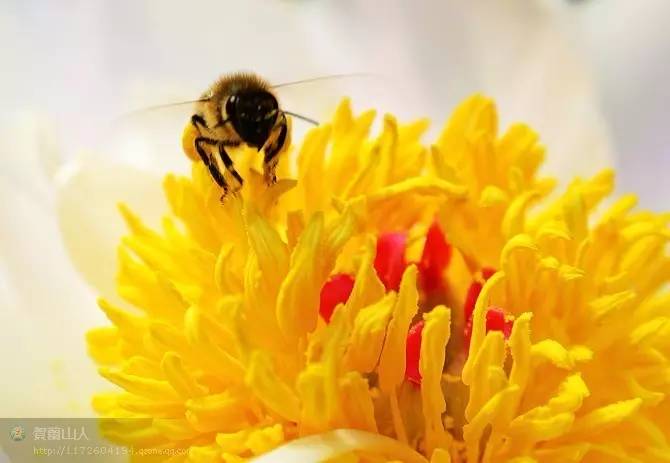 中华蜂蜜网 敌害防治 蜂蜜怎么美白 起源 蜂蜜美白面膜