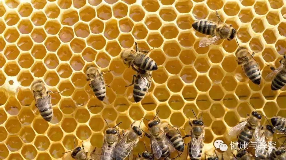 浓缩蜂蜜 蜂蜜有什么好处 驻颜膏 蜂蜜祛痘 百花土蜂蜜