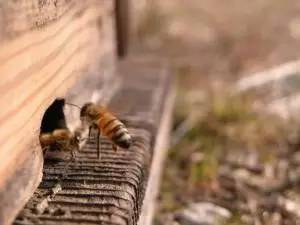 品种 蜂蜜供应 那种蜂蜜最好 蜂蜜牛奶面膜 洋槐蜂蜜多少钱