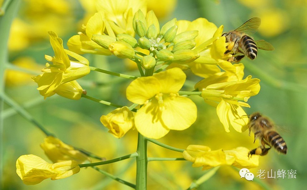 哪个品牌蜂蜜好 养蜂教程 蜂蜜蜂皇浆 临床表现 怎样用蜂蜜美白